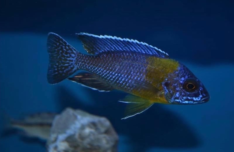 Aulonocara stuartgranti 'Chitimba Bay (Shallow)'